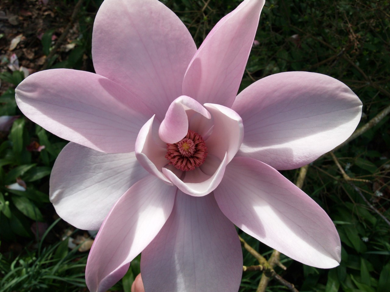 Magnolia campbellii Alba seedling